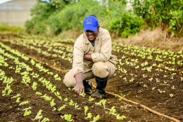 Lettuce seedlings being planted